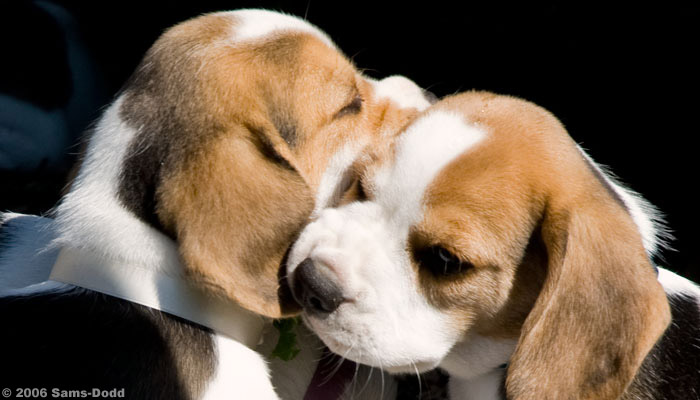 Beaglehvalpe. De fleste melem-stor racer kan uddannes til epilepsihunde, bl.a. dalmatiner, labrador retriever, golden, collie. Ofte kan eksisterende familiehunde eller internatshunde benyttes.