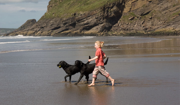 Pige løber på strand med to labrador retriever. Velopdragne og lydige hunde muliggør mange fælles oplevelser og giver flere friheder til hundene. Opdragelsen bør påbegyndes mens hunden er hvalp og bør tilpasses dens naturlige udvikling og bør bygge på positive metoder. 