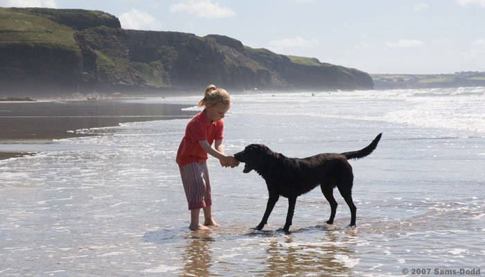 Labrador retriever afleverer bold til pige på strand. En lydig og velopdraget hund gør det muligt at have en lang række aktiviteter sammen med sin hund og dette giver mange flere gode oplevelser for familien og hunden. 