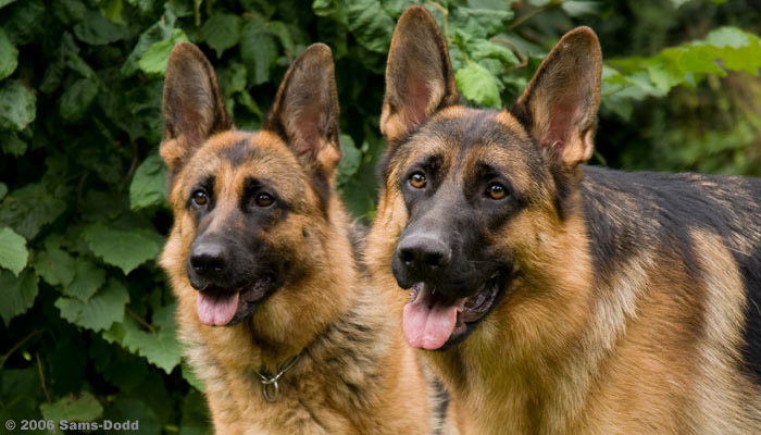 Foto af to schæferhunde. 