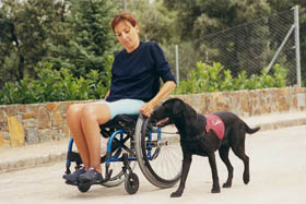 Spaniens første servicehund. Hunden er uddannet og trænet af Canix og den ses her gående ved siden af en rullestol.